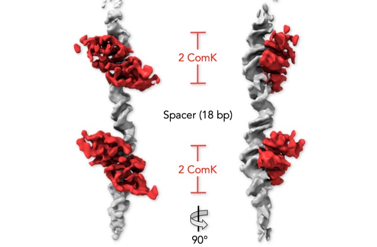 Bacterial DNA And ComK Proteins 1