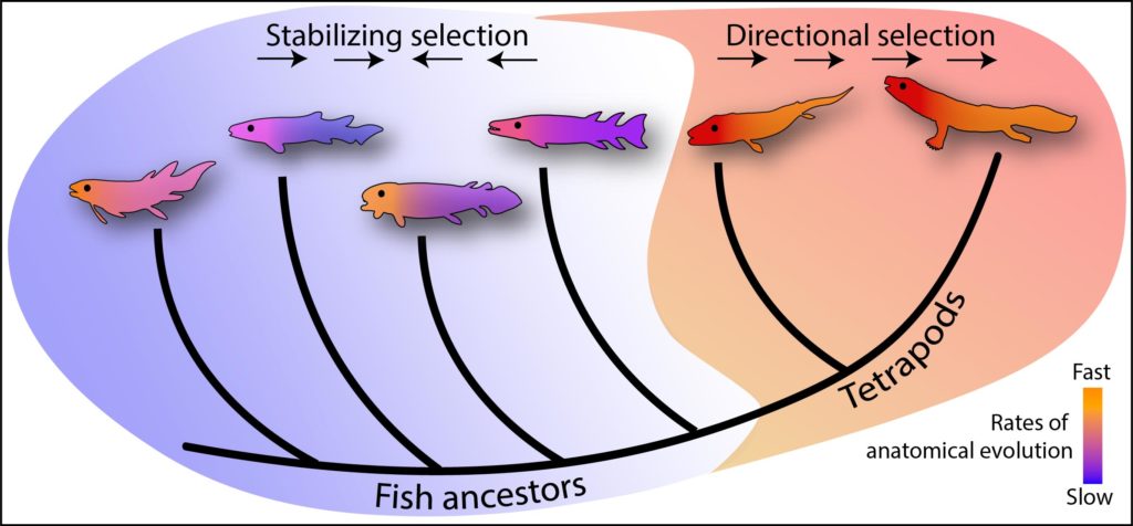 Fish Tetrapod Transition Evolutionary Tree 1024x476