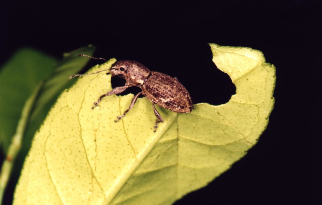 Naupactus Cervinus Weevil 1024x653