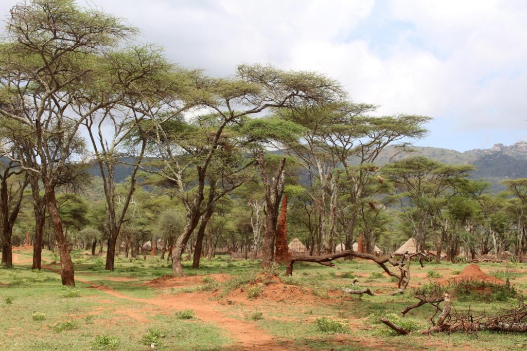 Perfect Bush Crow And Swallow Habitat Scaled 1 1024x683