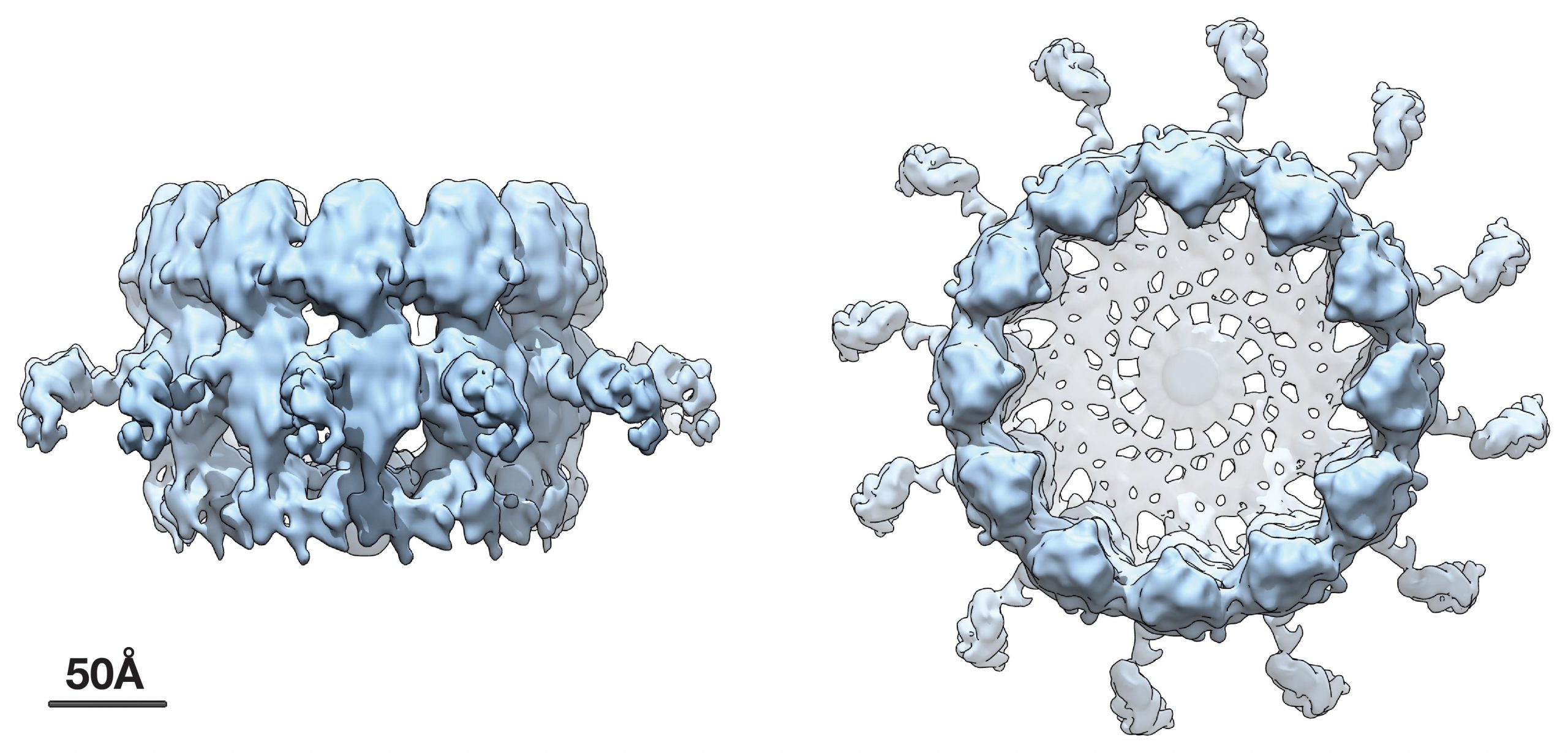 Viral RNA Replication Scaled 1
