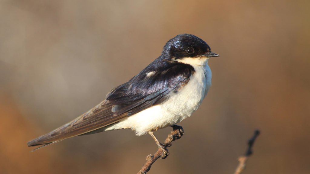 White Tailed Swallow 1024x576