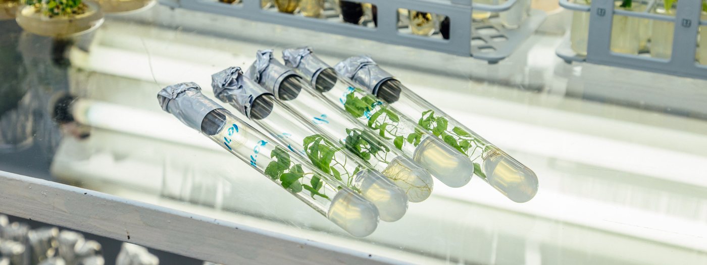 Genetically Modified Trees Banner