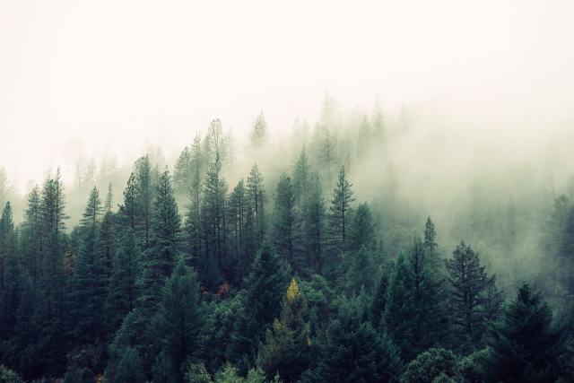 Jay Mantri Tfyi0qox08c Unsplash