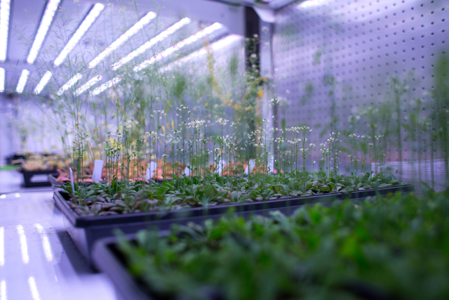 Resizedarabidopsis Growing In Salk Climate Simulation Room 50