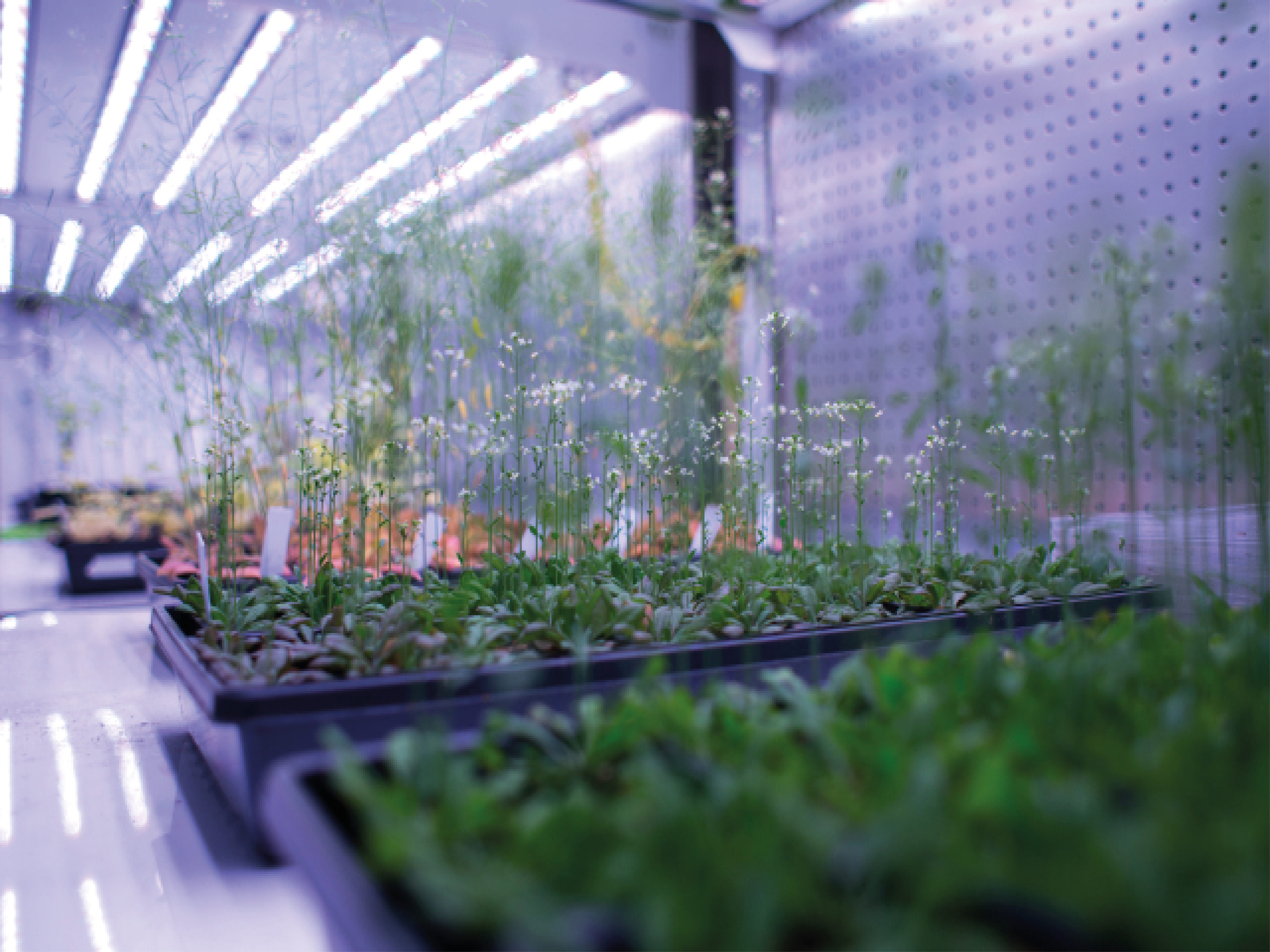 Genetically Modified Trees are Seen as a Solution by These Scientists ...