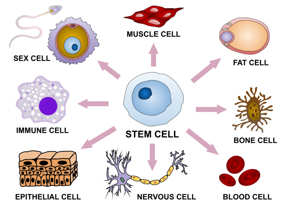 1200px Final Stem Cell Differentiation 1.svg 1024x723