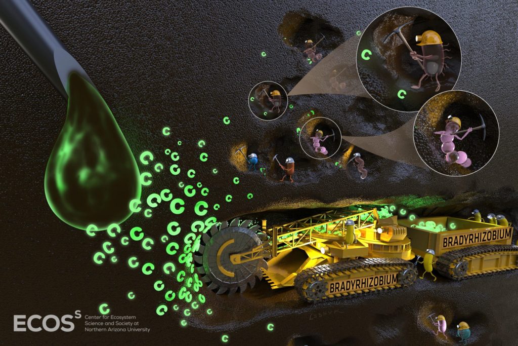 Bacterial Miners Process Soil Nutrients Scaled 1 1024x683