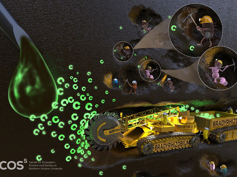 Just a Few Usual Bacteria Account for Most of the Carbon Use in Soil