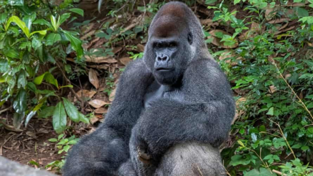 Zoo Gorilla 1140x640 1 1024x575