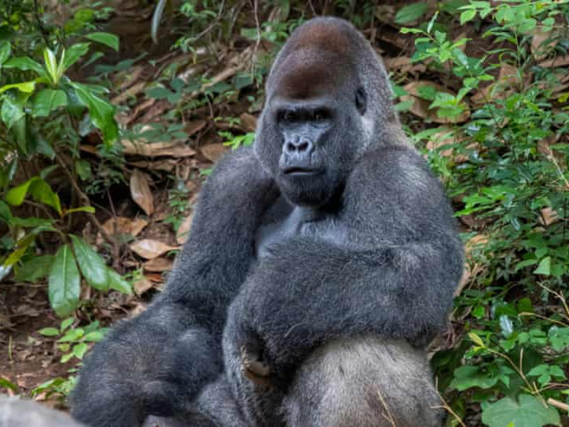 Zoo Gorilla 800x600 1