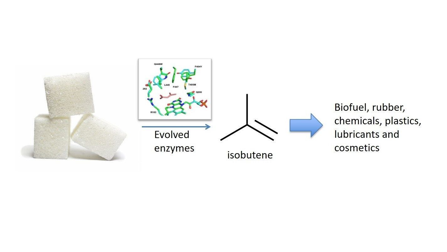 Newly Developed Evolve Edited 1