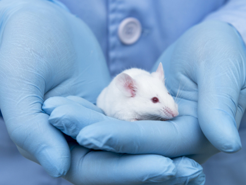 Animal Testing 800x600 1