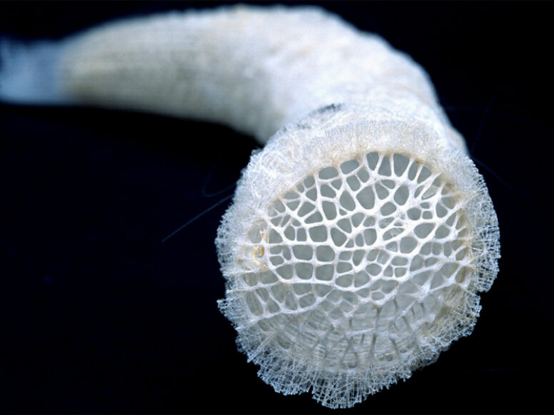 How Detailed, Venus’s- Flower-Baskets Manipulate the Flow of Seawater