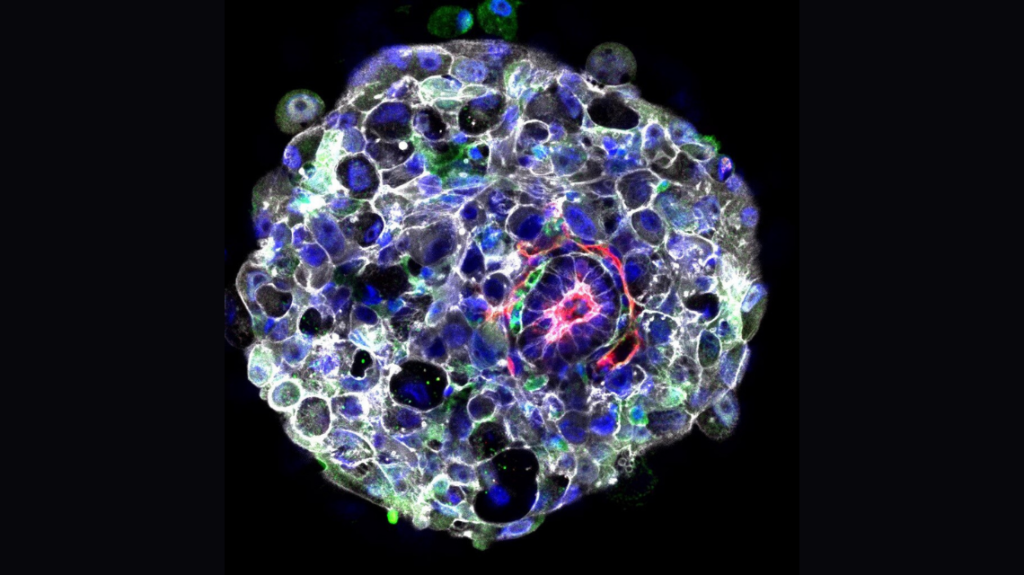 Embryo 1140x640 1 1024x575