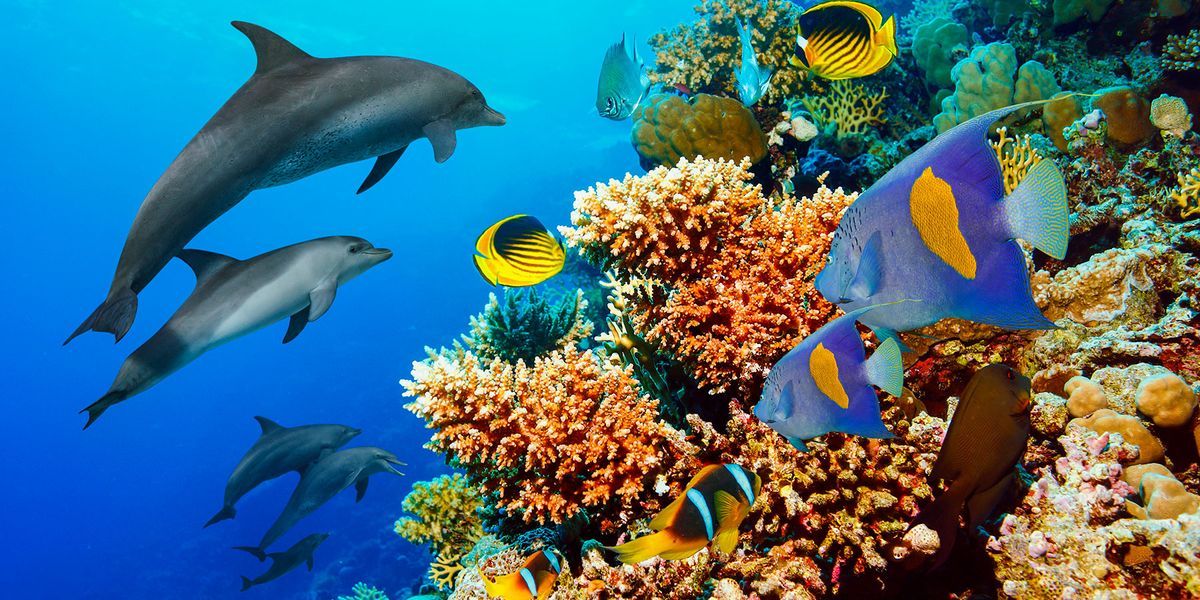 Reforestation Could Help Save Coral Reefs From Catastrophe L