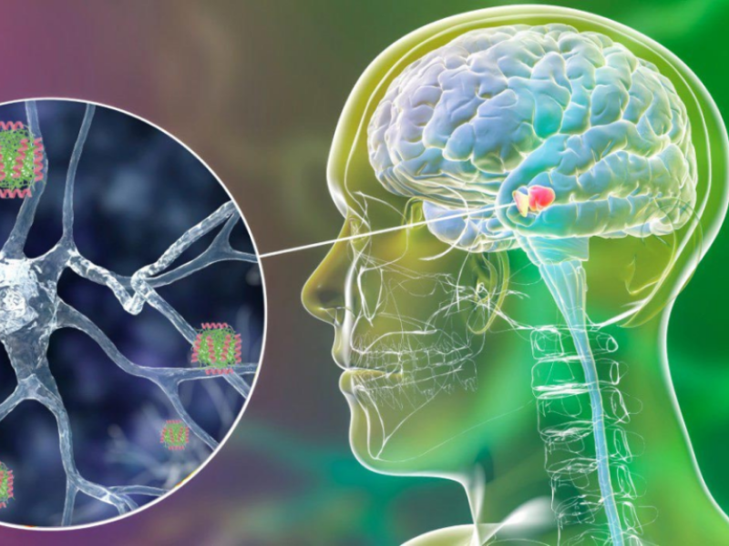 Toxic Proteins Related to Parkinson’s Disease Blocked By Natural Human Molecules