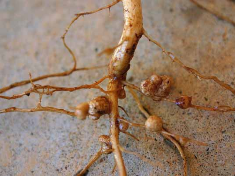 Fazer A Publicacao Dos Artigos Do Draft 1 12