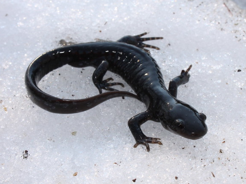 Translating How Salamanders Stroll