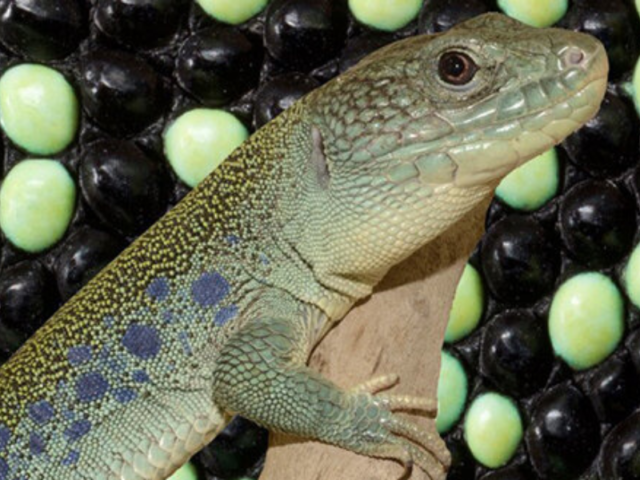 What Is Math Lizard The Mathematics Secret Behind Lizard Camouflage - Scitke - Science and ...