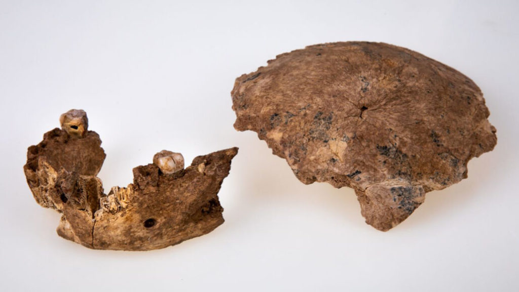 Homo Sapiens jaw and braincase