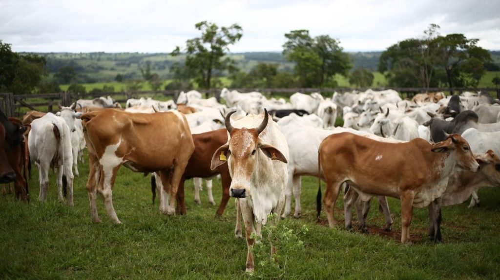 A group of bulls standing in a green pasture