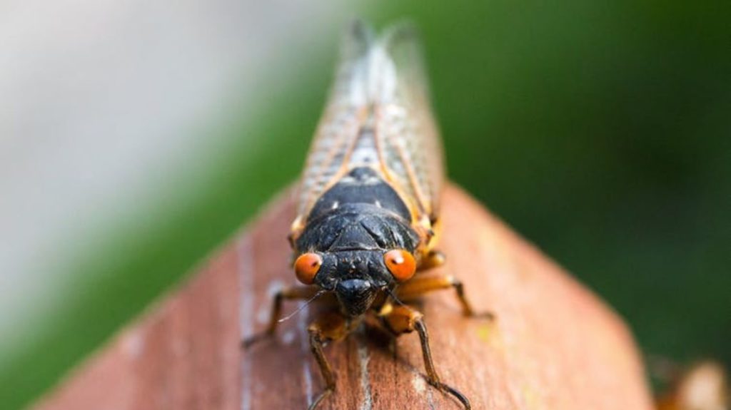 A cicada resting on a brown object