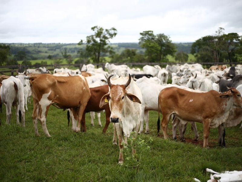 Eliminate Meat Production 800x600 1