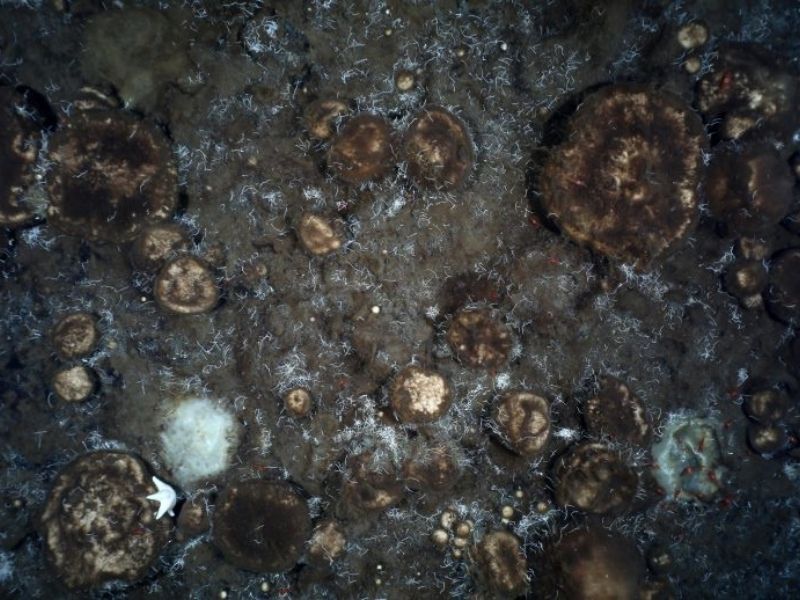 Giant Sponges 800X600