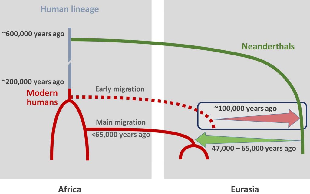 Migrations of Homo Sapiens and Neanderthals