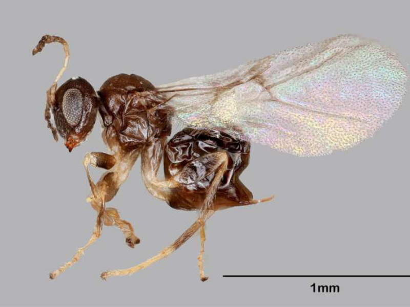 New Insects 800x600 1