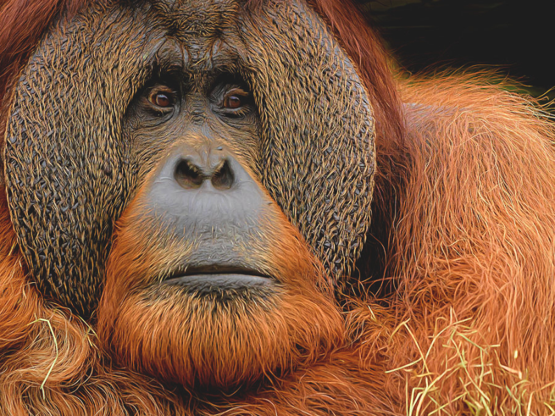 Orangutang 800x600 1