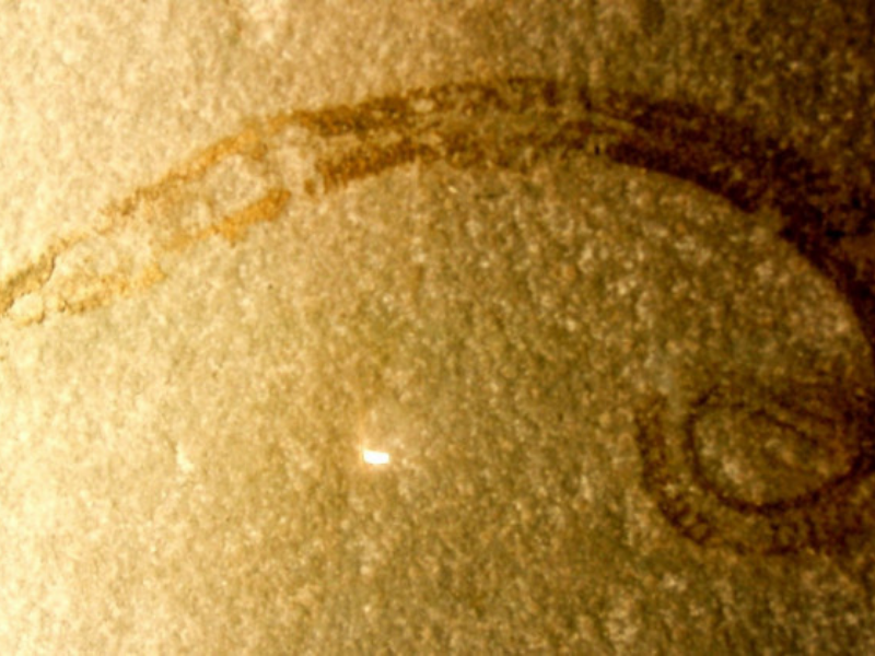 Zombie Worm 800x600 1