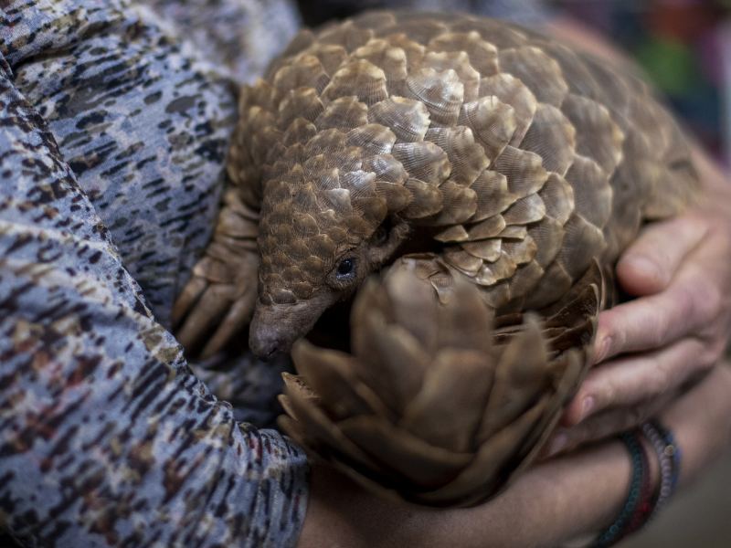 Fazer A Publicacao Dos Artigos Do Draft 14