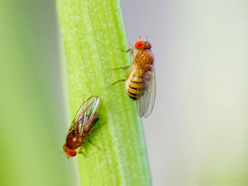 Fazer A Publicacao Dos Artigos Do Draft 9