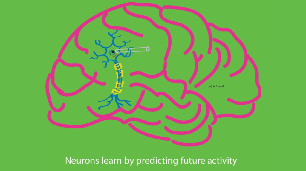 Neuron Prediction 1140x640 1 1024x575