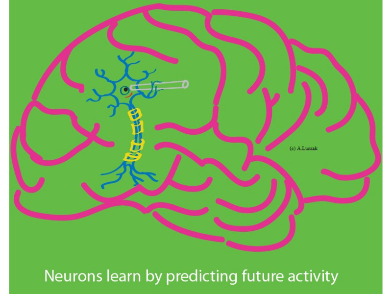 Neuron Prediction 800x600 1