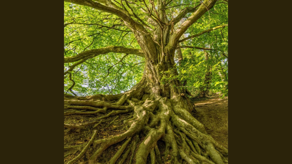 Design Sem Nome 10 1024x575