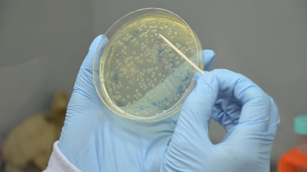 Enzima 1140 640 1024x575