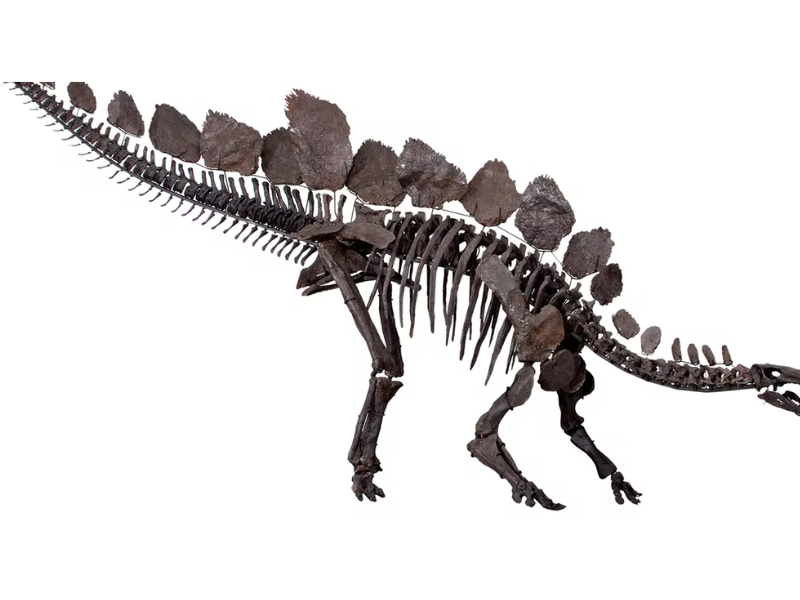 Did Male and Female Dinosaurs Differ? A New Analytical Strategy is Helping Address the Inquiry