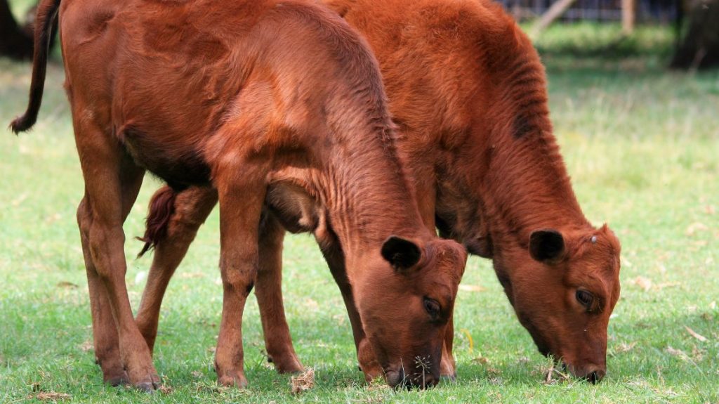 Calves 1140x640 1 1024x575