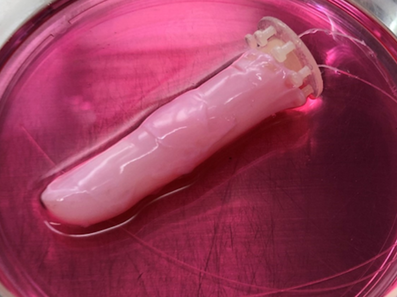 Fazer A Publicacao Dos Artigos Do Draft 19 1