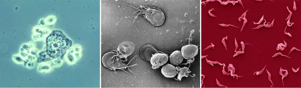 Design Sem Nome 79 1024x299