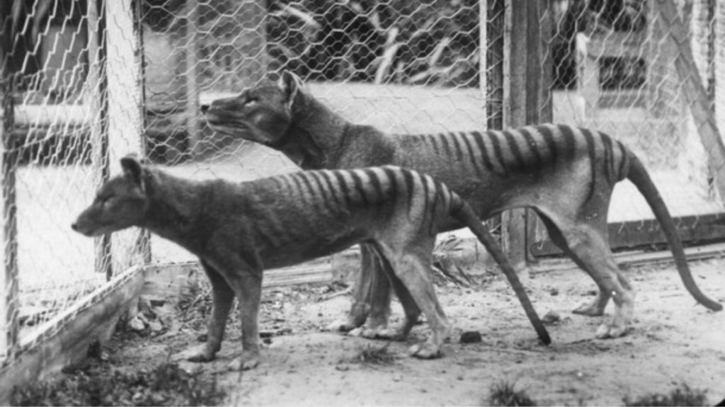 Two Tasmanian Tigers in a cage