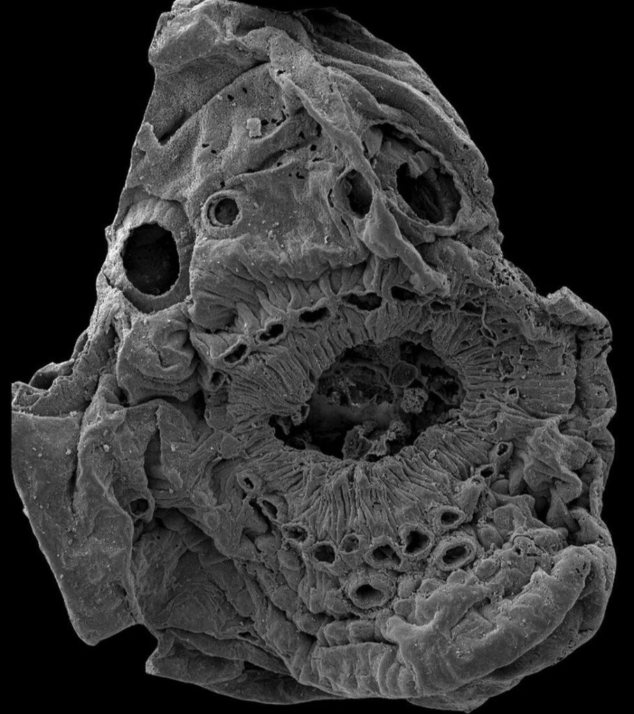 An X-ray scan of the 1mm creature in perfect detail.