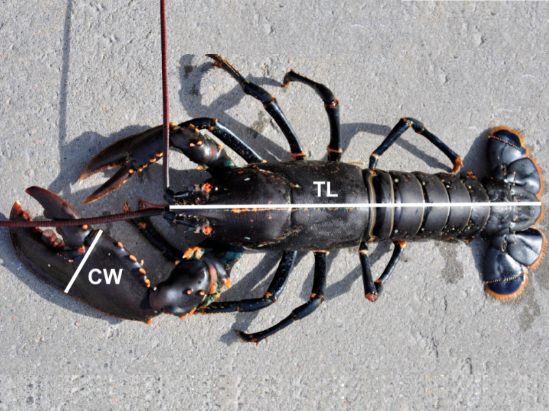 Wave Energy Can Provide Utility Scale Power Production And Works Very Well ... Of Ocean And Sea Waves And Use It To Create Energy – Usually Electricity. 97