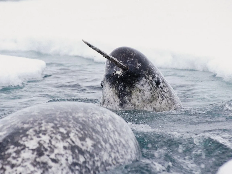 Wave Energy Can Provide Utility Scale Power Production And Works Very Well ... Of Ocean And Sea Waves And Use It To Create Energy – Usually Electricity. 2022 12 06T224119.056