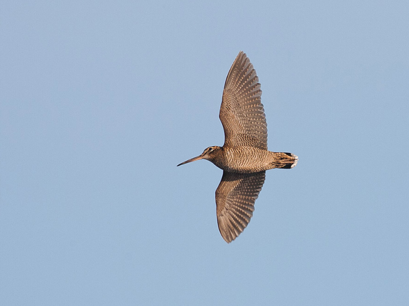 Wave Energy Can Provide Utility Scale Power Production And Works Very Well ... Of Ocean And Sea Waves And Use It To Create Energy – Usually Electricity. 2022 12 30T210707.815 1