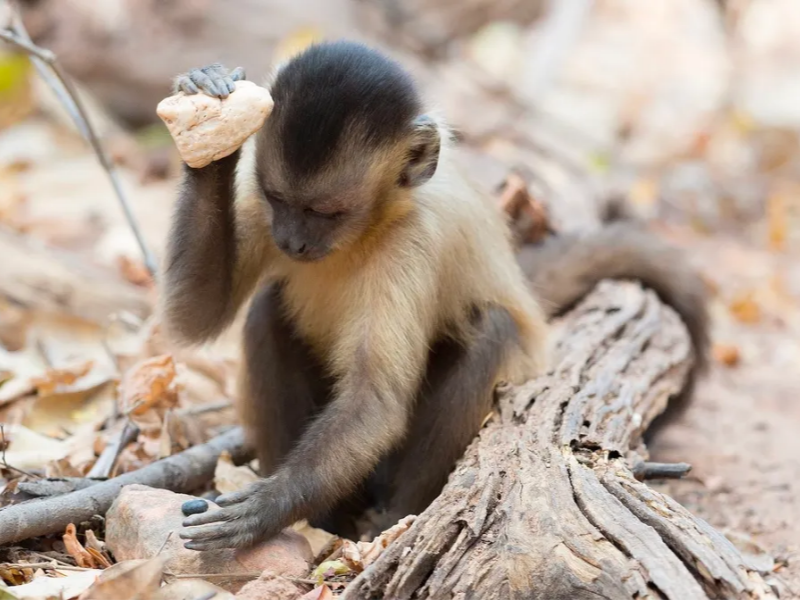 Monkeys– Not Humans– Made Old Sets of Stone Tools in Brazil, Study Discovers
