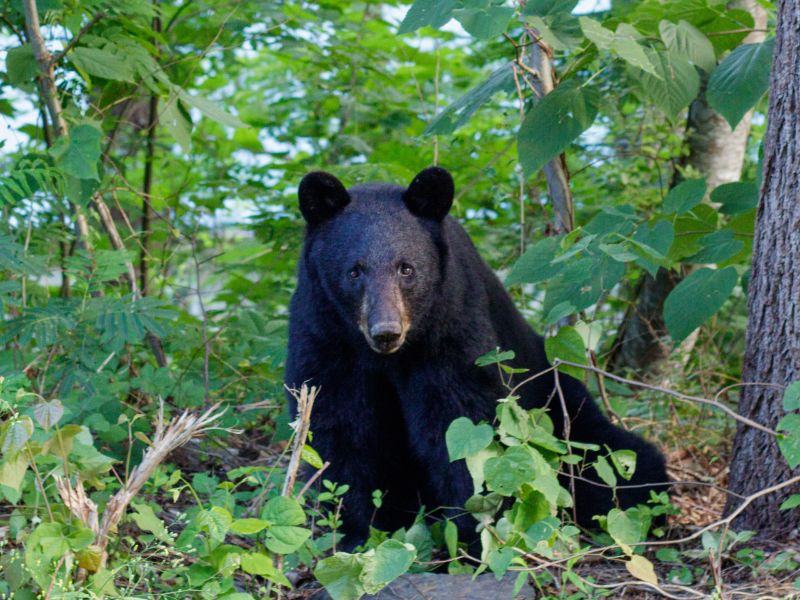 Wave Energy Can Provide Utility Scale Power Production And Works Very Well ... Of Ocean And Sea Waves And Use It To Create Energy – Usually Electricity. 2023 02 01T065234.321